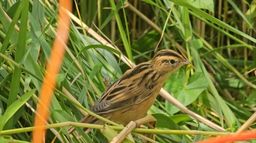 Baltique : un paradis naturel à préserver