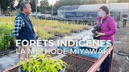 Forêts indigènes : la méthode Miyawaki