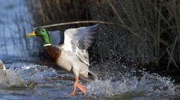 Espagne : un paradis sur la route des oiseaux