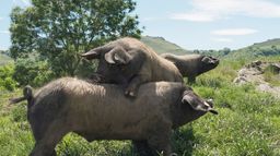 Le Kintoa, roi des cochons basques