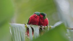 Ura, sauver l'oiseau sacré des australes