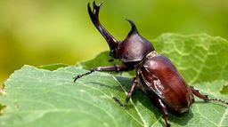 La grande parade des insectes