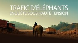 Trafic d'éléphants, enquête sous haute tension