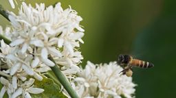 Abeilles sauvages et humains, une cohabitation difficile