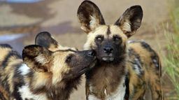 Sur la piste des chiens sauvages d'Afrique