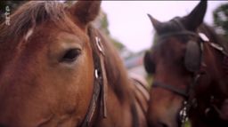 Nos animaux et nous