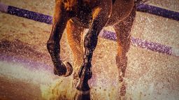 EQUITATION