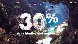 Le corail nous protège contre les caprices de la Terre