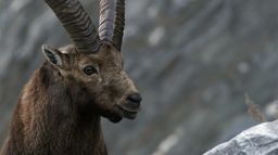 Ibex, dans les pas du bouquetin