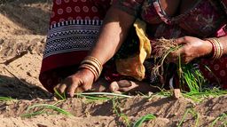 Permaculture, la voie de l'autonomie