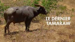Le dernier tamaraw
