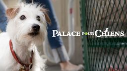 Palace pour chiens