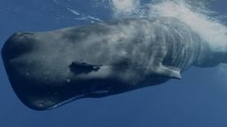 Mammifères marins