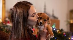 Douze chiots pour Noël