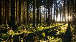 Le murmure de la forêt