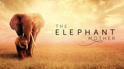 The Elephant Mother