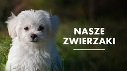 Nasze zwierzaki