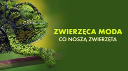 Zwierzęca moda. Co noszą zwierzęta?