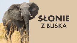 Słonie z bliska