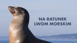 Na ratunek lwom morskim