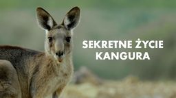 Sekretne życie kangura