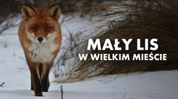 Mały lis w wielkim mieście