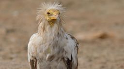Pustynna fauna półwyspu arabskiego