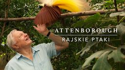 Attenborough: rajskie ptaki