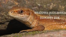 Brązowa jaszczurka i złocisty żuk