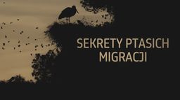 Sekrety ptasich migracji