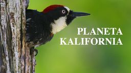 Planeta Kalifornia