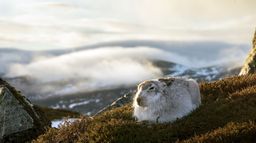 Scotland: A Wild Year