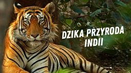Dzika przyroda Indii