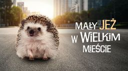 Mały jeż w wielkim mieście