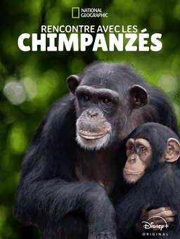 Rencontre avec les chimpanzés