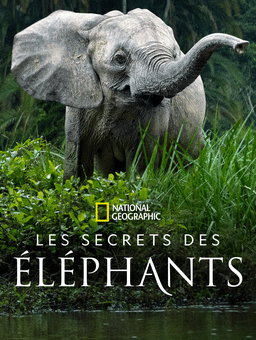 Les secrets des éléphants