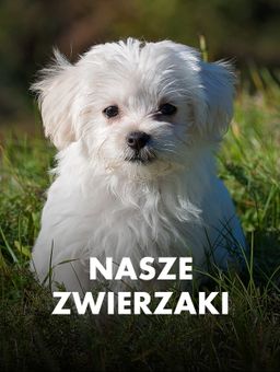 Nasze zwierzaki