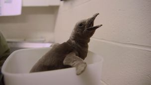 Episode 7