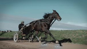 Le trot avec Bold Eagle