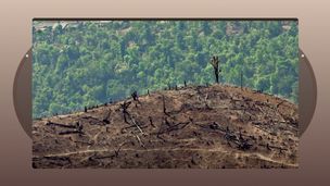Teck en stock : enquête sur un bois interdit