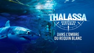 Dans l'ombre du requin blanc