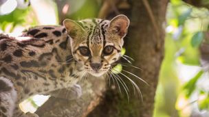 Honduras - Du jardin de corail à la mystérieuse cité blanche