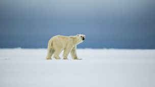 L'Arctique Canadien - Terre de vies