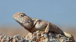 Animaux du Qatar : Les gardiens du désert