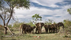 Afrique du Sud - Savane sauvage