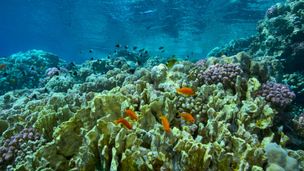 Arabie saoudite : le royaume des profondeurs 