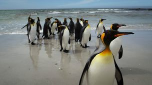 Iles Falkland, un sanctuaire de la faune sauvage