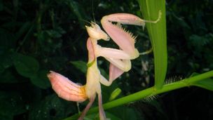 Indonésie - Les forêts de l'étrange