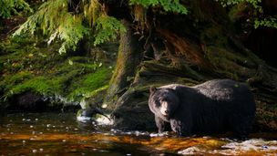 Les ours du Pacifique nord