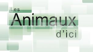 Emission du 03 juin 2026